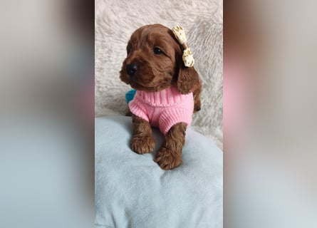 Wunderschöne Cockapoo-Welpen