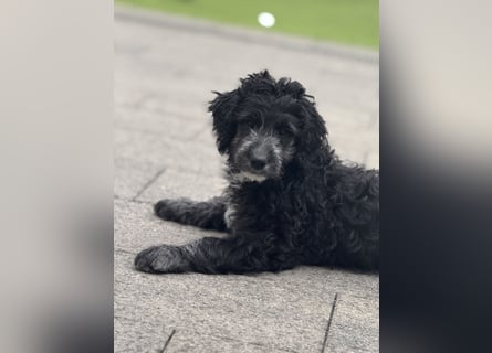 Genau ich suche ein Körbchen für immer bin der letzte aus dem Wurf