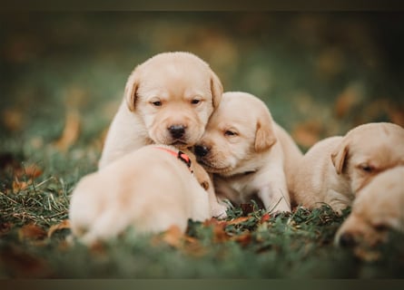 Labrador Welpen reinrassig (gelb-foxred)