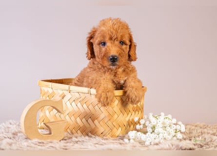 GoldenDoodle - medium mit welligem - lockigem Fell