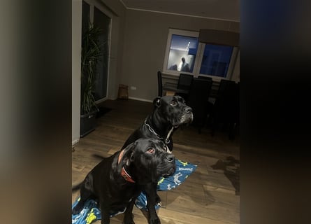 Cane Corso Welpen aus Liebevoller Familie