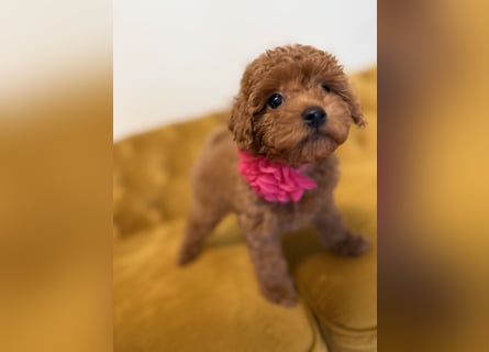 Kleine Toy Pudel rot braun (asiatische Linie)