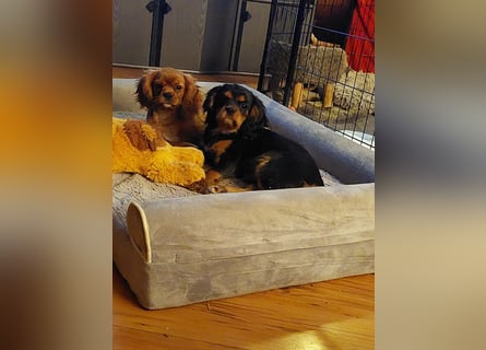 Kavalier king charles spaniel Welpen