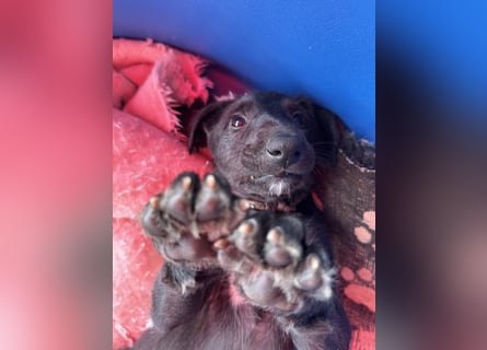 Deerhoundwelpen suchen ein liebevolles Für-Immer-Zuhause