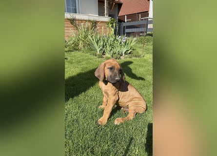 Rhodesian Ridgeback Welpen