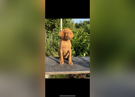 Magyar Vizsla Welpen in Erwartung