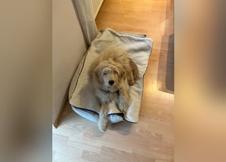 Goldendoodle Welpe