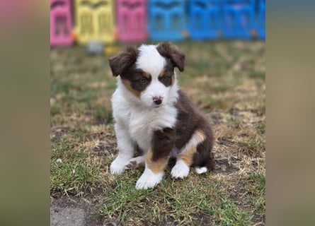 Mini Aussie Hündin / Mini American Shepherds aus Liebevoller Aufzucht