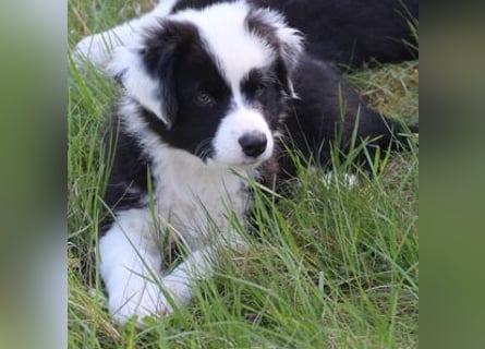 Australian Shepherd Welpe (reinrassig)