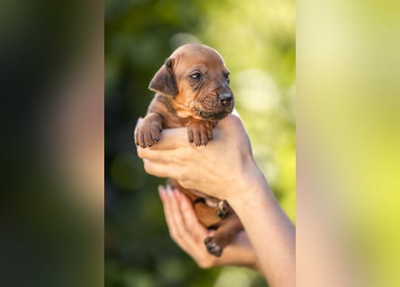 Rhodesian Ridgeback Welpen mit FCI-Ahnentafel