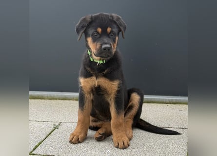 Rottweiler Schäferhund Mischling