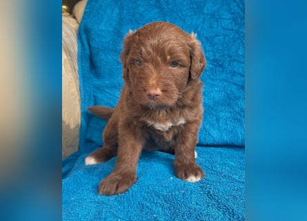 Aussiedoodle Welpen mini / medium F1