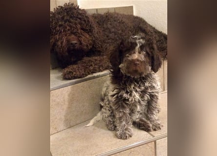 Lagotto Romagnolo Welpen, 4 Hündinnen suchen ein Zuhause