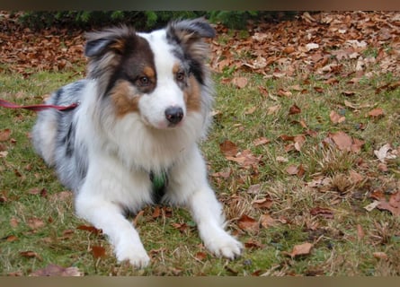 Alfred - ein besonderer Hund sucht seinen speziellen Menschen - Tierhilfe Franken e.V.