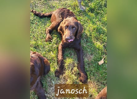 Welpen Labradoodle F1 Braun Könispudel x Labrador