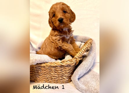 Cockerpoo / Cockapoo Welpen