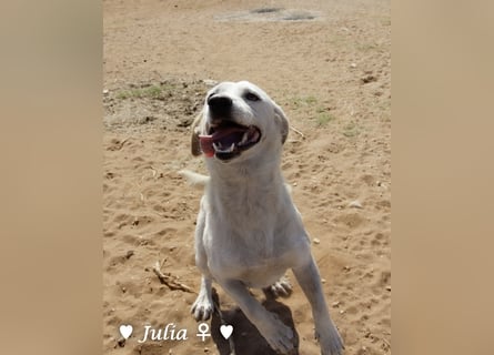 Julia, sehr kinderfreundliche Kokonidame, sucht ein Zuhause