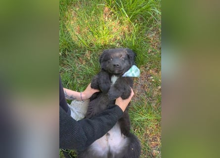 Auszug..Aussiedor F1 Familien und Therapiehund Labrador x Australien Shepherd