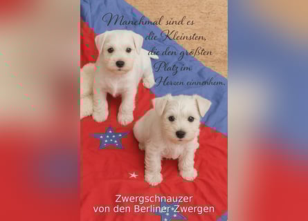 Zwergschnauzer Rüde weiß