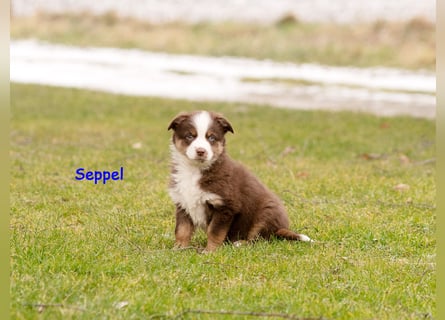 Zuckersüße Australian Shepherd Welpen ASCA