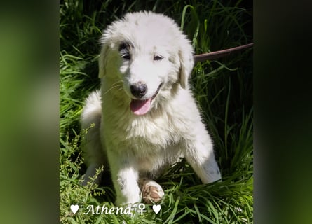 Apollo und Athena suchen ein Zuhause
