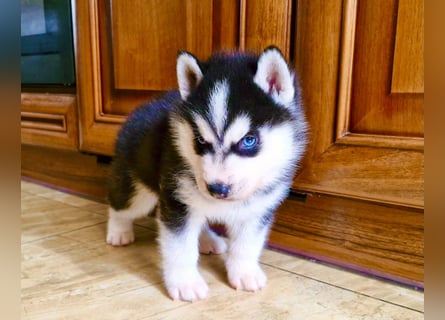 FCI Pedigree Blue Eyed Black & White Siberian Husky Champion Puppy
