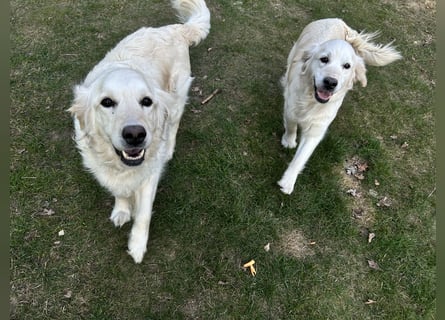 Golden Retriever Welpen vom Züchter – liebevoll & familiär aufgezogen