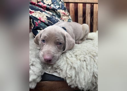 Weimaraner-Mix Welpen aus liebevoller Verpaarung – 12 kleine Wunder suchen ihr Zuhause