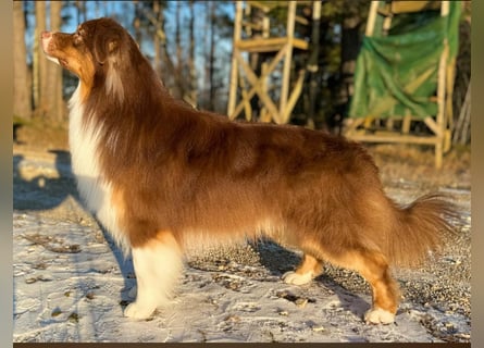 Australian Shepherd Deckrüde in Red Tri reine exklusive Showlinie  /ASCA und FCI Pedigree -