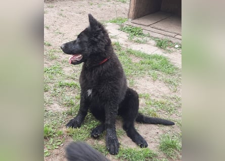 Altdeutsche Schäferhund Welpen