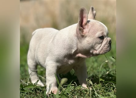 Typvolle gesunde freiatmende französische bulldoggen