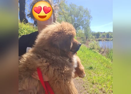 Do khyi Tibetischer Mastiff