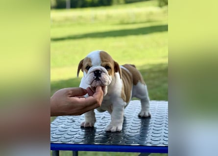 Englischen Bulldogge