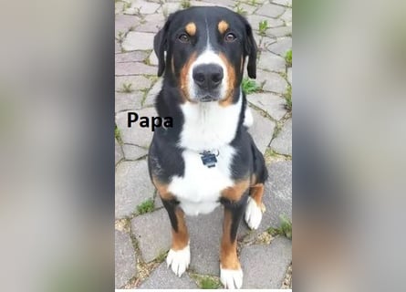 Appenzeller Sennenhund Welpe Rüde reinrassig sucht ein liebevolles Zuhause