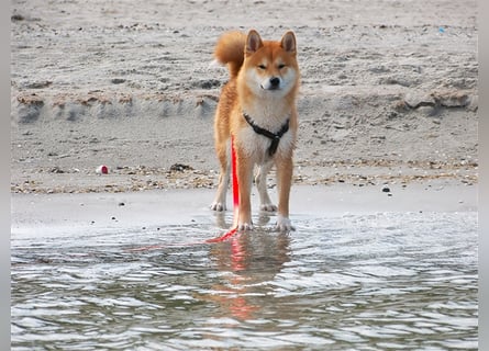 Erstklassige Shiba Inu Zucht in Sachsen