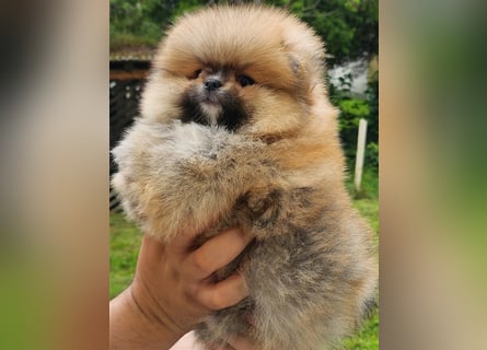 Pomeranian Boo Zwergspitz