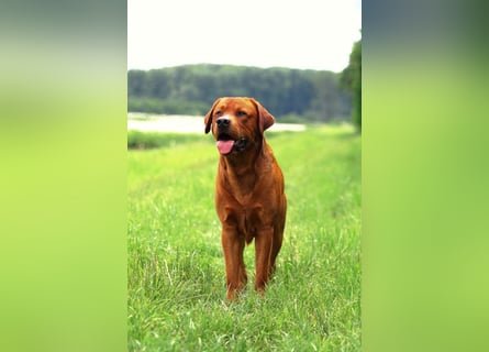 FCI Labrador Deckrüde gelb/foxred