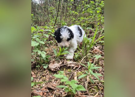 Spanische Wasserhund Welpen reinrassig