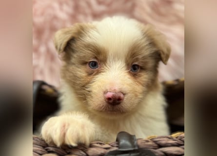 Tolle kleine Mini Australian Shepherd Welpen suchen Ihre Herzenfank