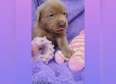 Labrador Aussiedor Welpen aus liebevoller Zucht