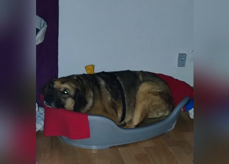Zita, Schäferhund-Mix, lieb und verträglich  auch mit  Katzen