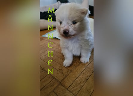 zuckersüße Pomeranianwelpen