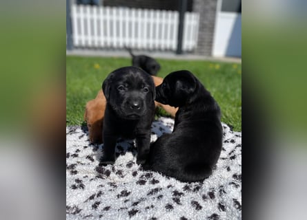 Labrador Welpen in foxred und schwarz aus liebevoller Hobbyzucht