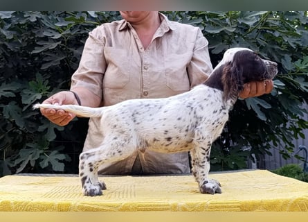 English setter Rüde Welpe