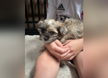 Maltipoo - Welpen - Rüden und Hündin