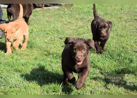 Acht reinrassige Labrador Welpen auf dem Weg in ihr neues Leben...