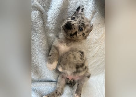 Süße Border Collie -Mudi mix Welpen