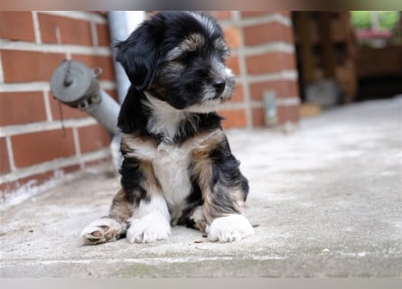 Tibet Terrier Welpen, VDH Papiere, zobel und tricolor