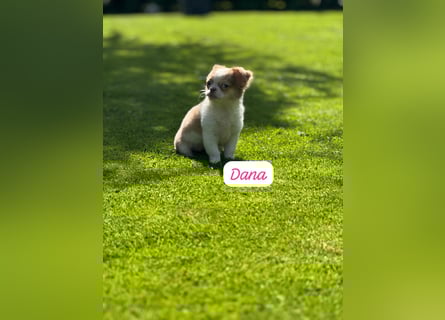 Chihuahua Welpen