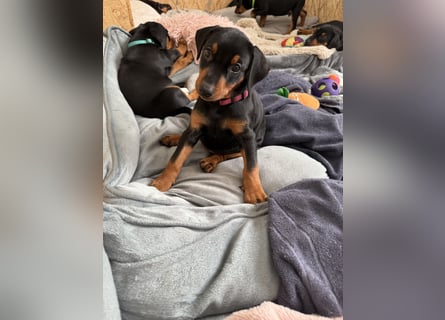 Deutsche Pinscher Welpen